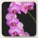 Pesquisar por orquídeas porta copos Planta