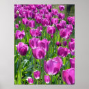 Pesquisar por tulipas roxas pôsteres Roxo