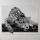 Pesquisar por leopardo preto e branco Animais