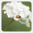 Pesquisar por ladybird adesivos Natureza