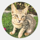 Pesquisar por lol cat Animal
