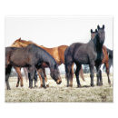 Pesquisar por cavalos bonitos fotografia kodak Animal