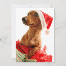 Pesquisar por dachshund natal cartoes Animal