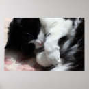 Pesquisar por tuxedo cat pôsteres Terno