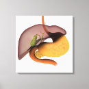 Pesquisar por sistema digestivo humano pôsteres Imagem quadrada