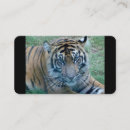 Pesquisar por zoo cartao de visita Tigre