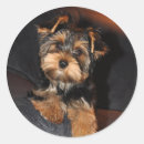Pesquisar por yorkshire terrier adesivos Yorkie