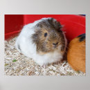 Pesquisar por guineense pôsteres Porco