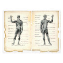 Pesquisar por anatomia humana pósteres pôsteres Músculos