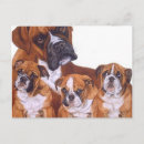 Pesquisar por boxe cartoes postais Animais