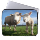 Pesquisar por cordeiro capas Animal