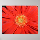 Pesquisar por margarida vermelha pôsteres Gerbera