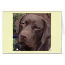Pesquisar por chocolate labrador Obrigado