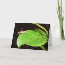 Pesquisar por larva cartoes Natureza