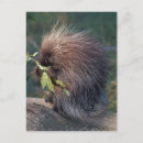 Pesquisar por do alasca cartoes postais América do norte