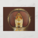 Pesquisar por fundo marrom cartoes postais Animal