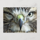 Pesquisar por bute cartoes postais Hawk