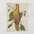 Pesquisar por arte do papagaio cartoes postais Ave tropical