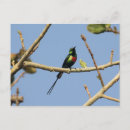 Pesquisar por exóticos cartoes postais Pássaros