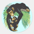 Pesquisar por chimpanzé adesivos Animal