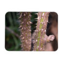 Pesquisar por plantas fotografia Verde