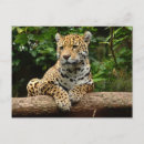 Pesquisar por jaguar cartoes postais Floresta