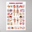 Pesquisar por anatomia pôsteres Educacional