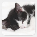 Pesquisar por de tiro adesivos Animal