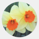 Pesquisar por do daffodil adesivos Daffodils