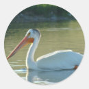 Pesquisar por vida aquática adesivos Natureza