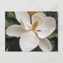Pesquisar por magnólia branca cartoes postais Floral