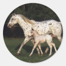 Pesquisar por potro adesivos Equestre