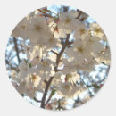 Pesquisar por flor de cerejeira adesivos Natureza