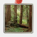 Pesquisar por tronco de árvore ornamentos California