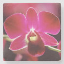 Pesquisar por orquídeas porta copos Flor