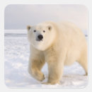 Pesquisar por steve adesivos Alaska