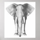 Pesquisar por elefante branco preto pósteres pôsteres Animal