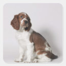 Pesquisar por springer adesivos Canino