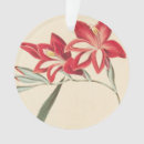 Pesquisar por ilustração botânica ornamentos Planta