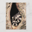 Pesquisar por raccoon cartoes postais Animais da floresta