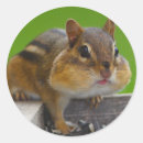 Pesquisar por chipmunk adesivos Bonito