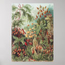 Pesquisar por natureza Ernst haeckel
