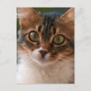 Pesquisar por gato olhos verdes cartoes postais Animal
