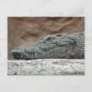 Pesquisar por crocodilo cartoes postais Répteis