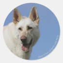 Pesquisar por pastor alemão adesivos German shepherd