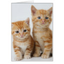 Pesquisar por dois gatinhos cartoes postais Curiosidade