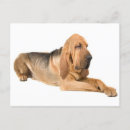 Pesquisar por sabão cartoes Cachorrinho