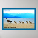 Pesquisar por canada pôsteres Aves