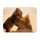 Pesquisar por riscado imas Gatinho