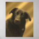 Pesquisar por labrador retriever preto pôsteres Animais